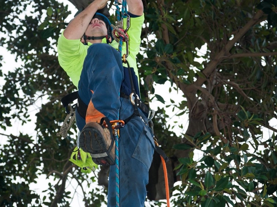 Qualified arborist working in a mature tree during a property survey in Newport